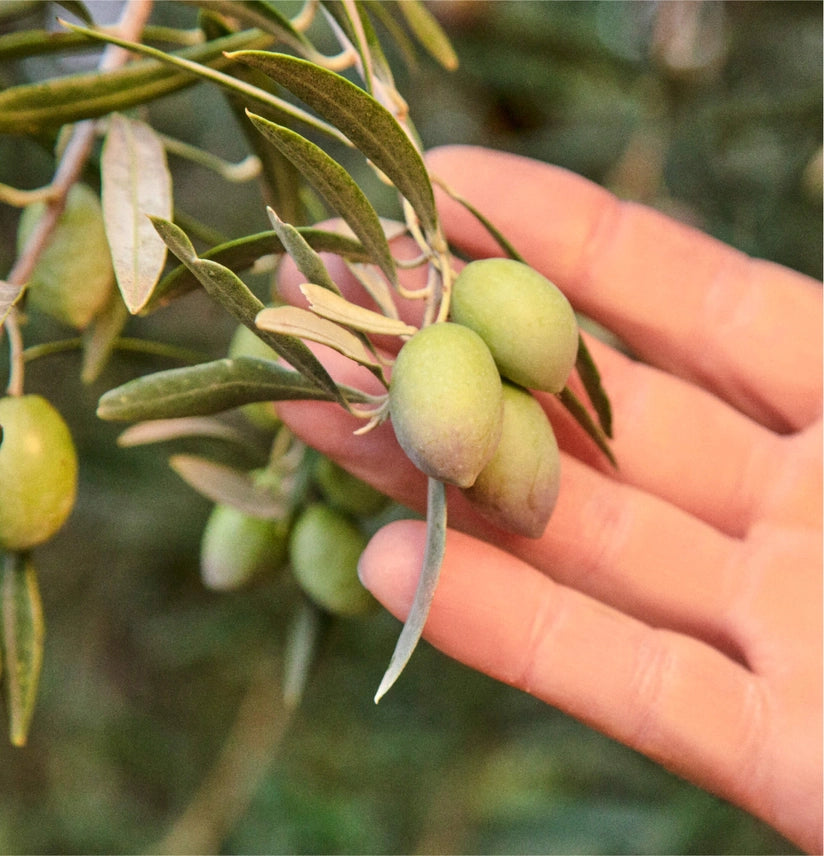 Graza "Drizzle" 100% Extra Virgin Olive Oil (16.9 oz) - Finishing Oil